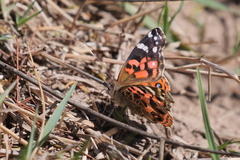 Vanessa braziliensis