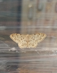 Idaea cervantaria