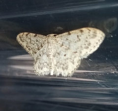 Idaea cervantaria