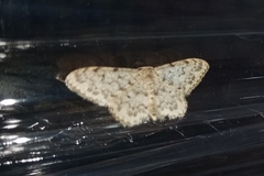 Idaea cervantaria