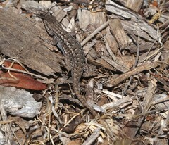 Sceloporus occidentalis bocourtii