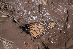 Danaus erippus