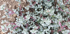 Ruschieae