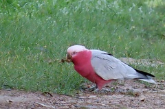 Eolophus roseicapilla