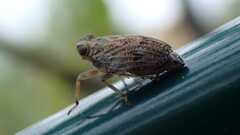 Issus coleoptratus