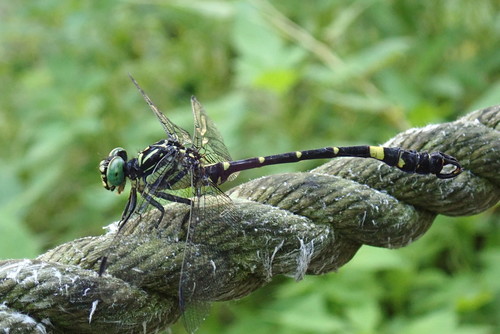 Lamelligomphus