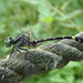 Lamelligomphus formosanus - Photo (c) 陳佑淇, some rights reserved (CC BY-NC), uploaded by 陳佑淇