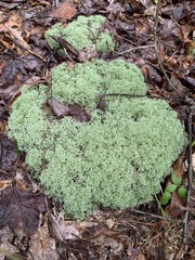Cladonia subtenuis