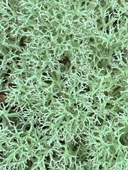 Cladonia subtenuis