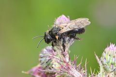 Andrena thoracica