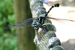 Lamelligomphus formosanus