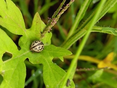Zygogramma bicolorata