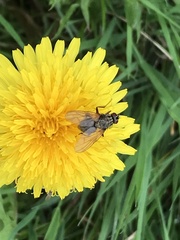Muscidae