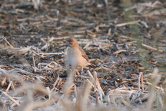 Turdus amaurochalinus
