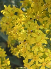 Olibrus