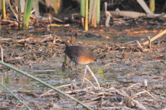 Laterallus melanophaius