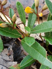 Podolobium scandens
