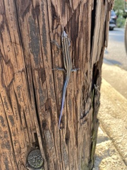 Plestiodon fasciatus