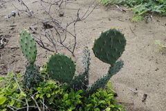 Opuntia littoralis