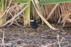 Hymenops perspicillatus