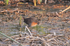 Laterallus melanophaius