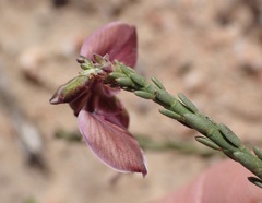 Polygala microlopha