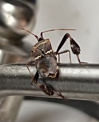 Leptoglossus clypealis