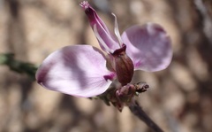Polygala microlopha