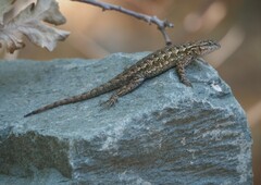 Sceloporus occidentalis bocourtii