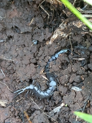 Cormocephalus