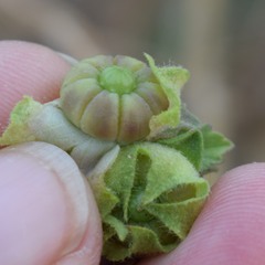 Malva multiflora