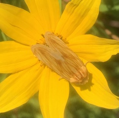 Cirrhophanus triangulifer