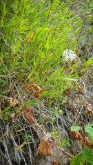 Dichanthelium
