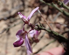 Polygala microlopha