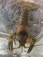 Faxonius erichsonianus