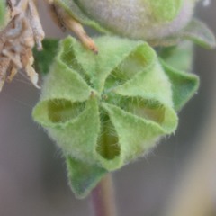 Malva multiflora