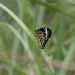 Danaus genutia
