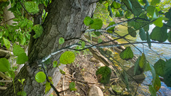 Prociphilus tessellatus