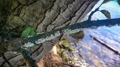 Prociphilus tessellatus