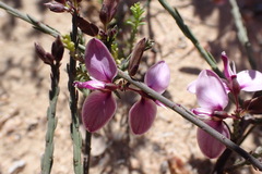 Polygala microlopha
