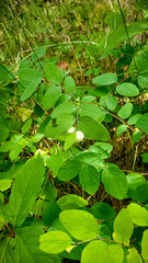 Symphoricarpos albus