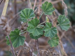 Malva multiflora