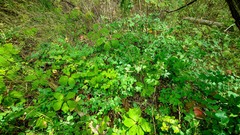 Symphoricarpos albus