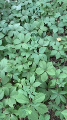 Parthenocissus inserta