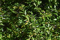 Salix rorida