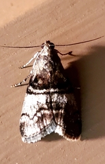 Pococera asperatella