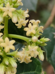 Parsonsia leichhardtii