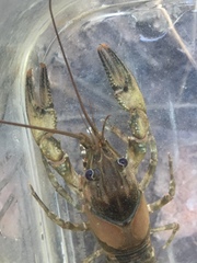 Faxonius erichsonianus