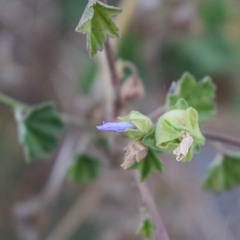 Malva multiflora