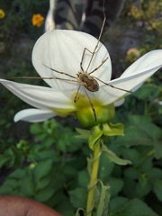 Phalangium opilio